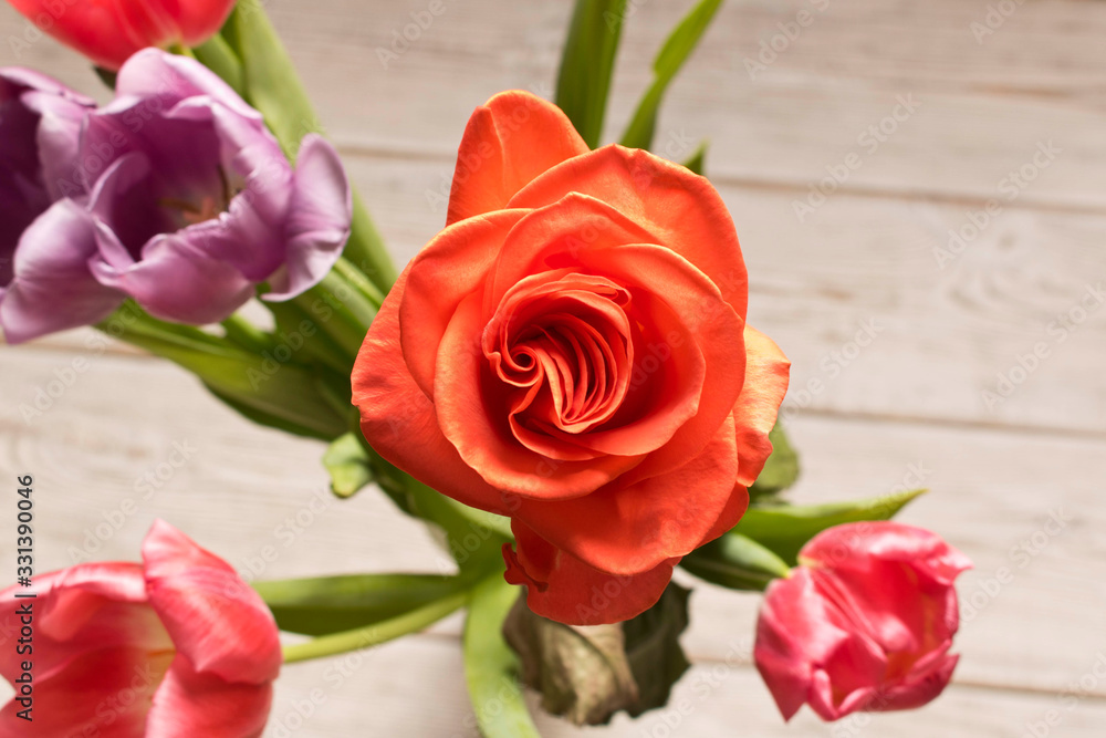 Fresh beautiful rose. Close up. Concept image for a greeting card. Fresh beautiful rose. Close up. Concept image for a greeting card.