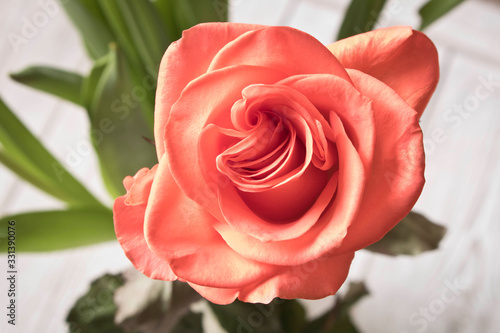 Fresh beautiful rose. Close up. Concept image for a greeting card.