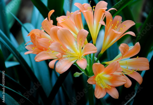 Close up of the big orange trumpet-shaped flowers of Natal lily or bush lily (Clivia miniata ), native to southern Africa  photo