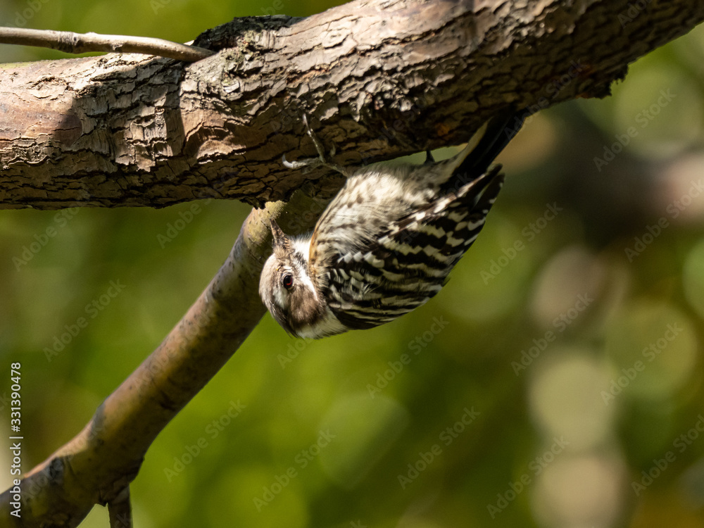 Japanese pygmy woodpecker on a tree branch 3 Japanese pygmy woodpecker on a tree branch 3