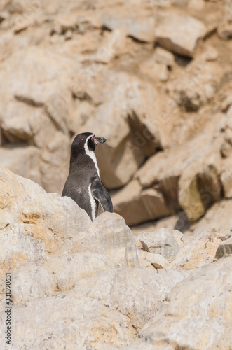 Humboldt penguin(Spheniscus humboldti)