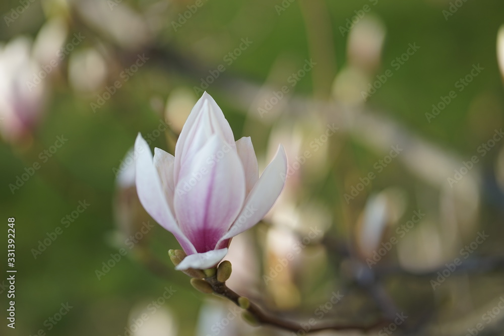 Close up of delicate white pink Magnolia blossom at Magnolia tree in spring Close up of delicate white pink Magnolia blossom at Magnolia tree in spring