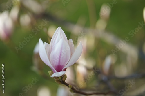 Close up of delicate white pink Magnolia blossom at Magnolia tree in spring  © Sahara Frost