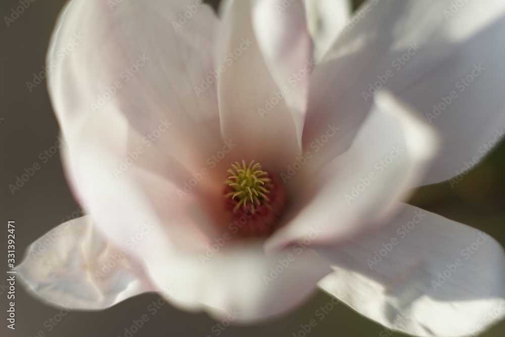 Obraz premium Close up of delicate white pink Magnolia blossom at Magnolia tree in spring