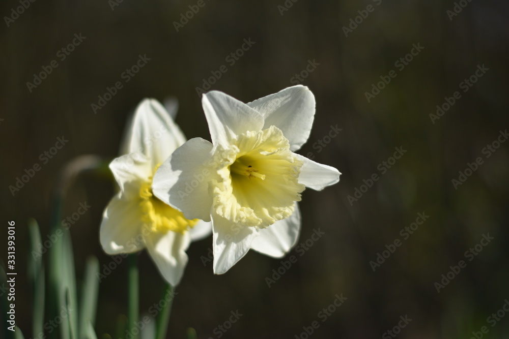 Narzissen (Narcissus) Narzissen (Narcissus)