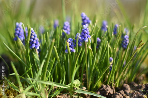 Armenische Traubenhyazinthen (Muscari armeniacum) photo