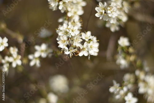 Schlehdorn-Blüten (Prunus spinosa) © summersum
