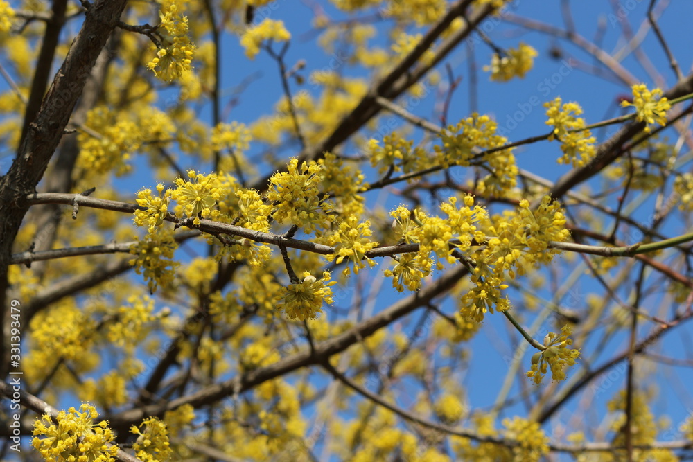 Dogwood blooms with bright yellow flowers in early spring in the garden Dogwood blooms with bright yellow flowers in early spring in the garden