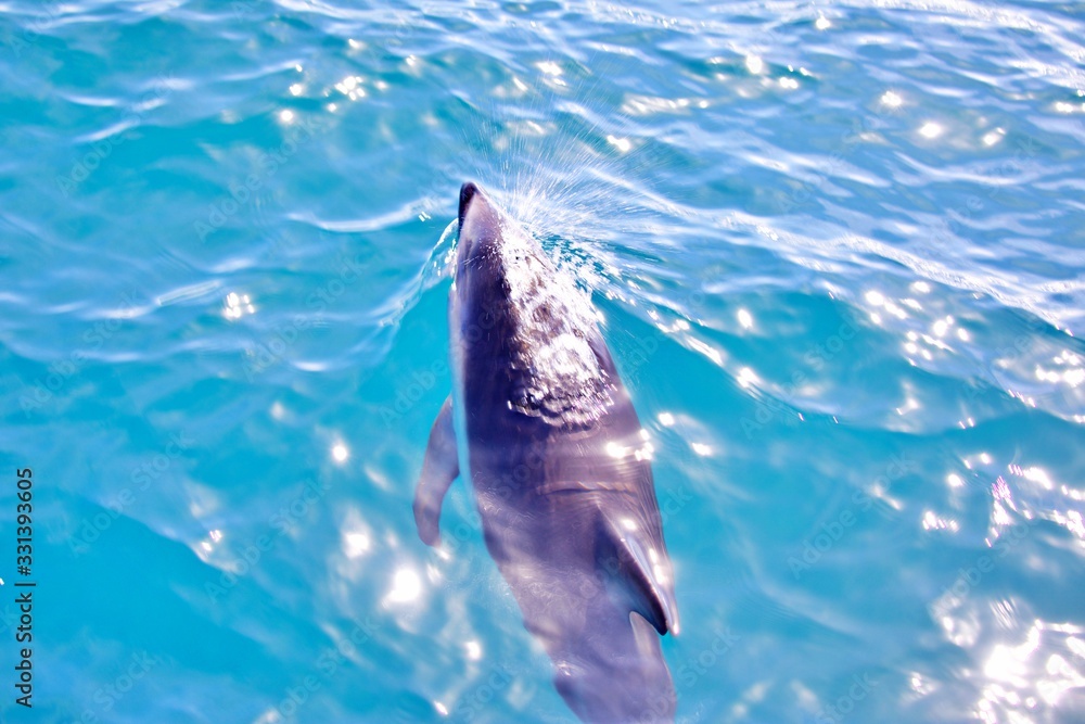 Naklejka premium Delfin schwimmt vor Boot
