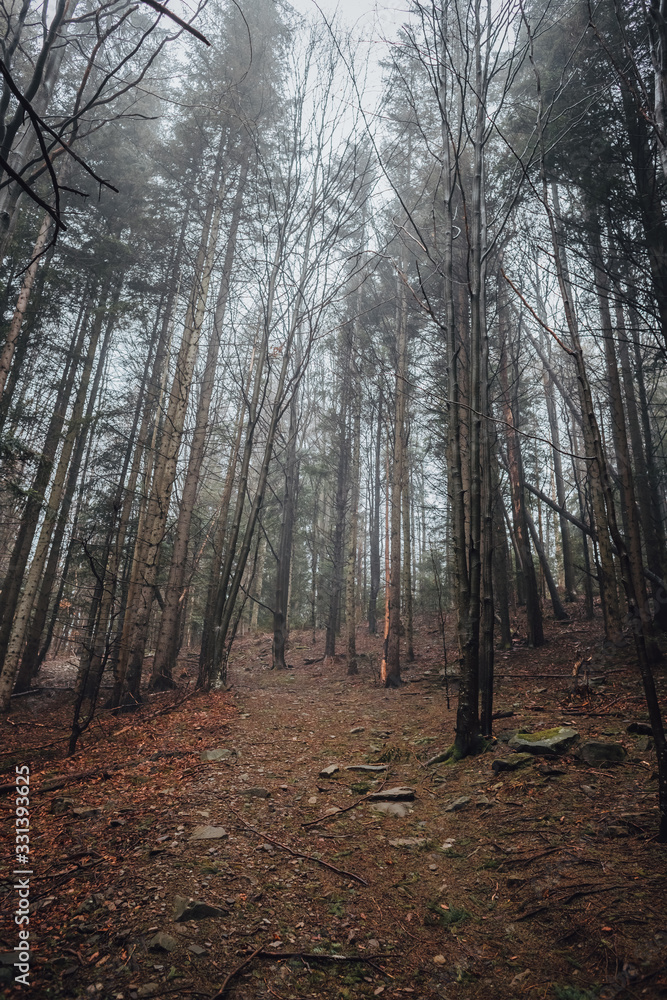 Fototapeta premium Dormant Carpathian Forest, Carpathian Falls