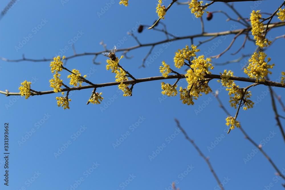 Dogwood blooms with bright yellow flowers in early spring in the garden Dogwood blooms with bright yellow flowers in early spring in the garden