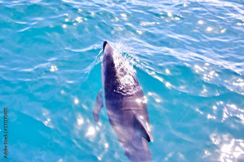 Delfin schwimmt vor Boot