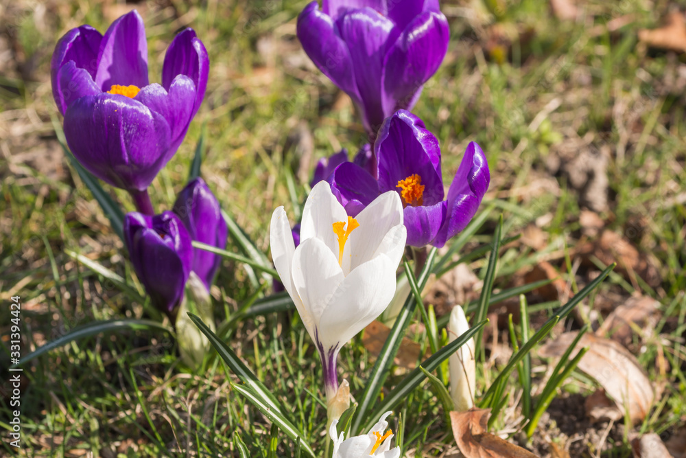 Krokusse im frühling Krokusse im frühling