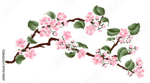 Apple tree blossoming branch. Gentle pink spring flowers. Isolated on white background.