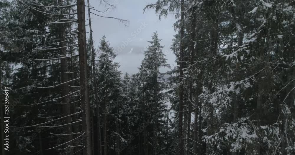 moving camera on height between spruces trees towards clouds, in mountains moving camera on height between spruces trees towards clouds, in mountains