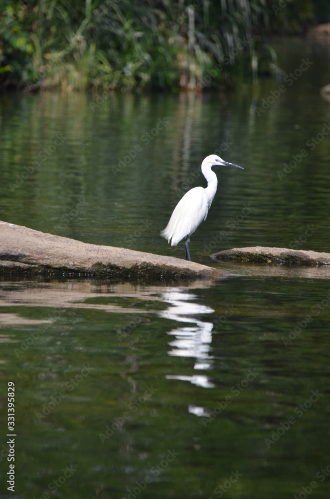 egret