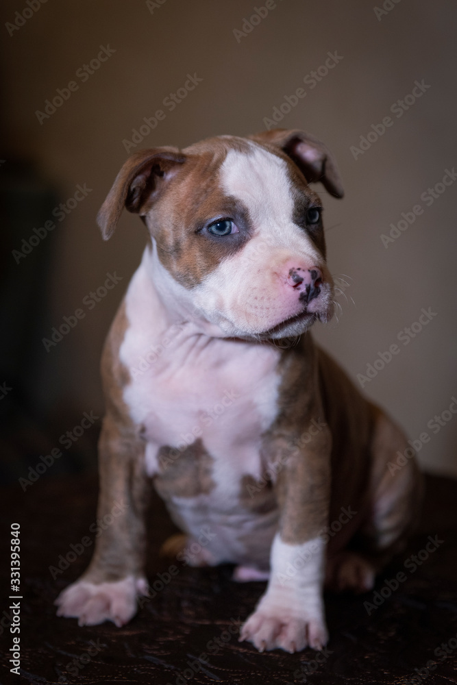 Chubby staffordshire terrier puppy