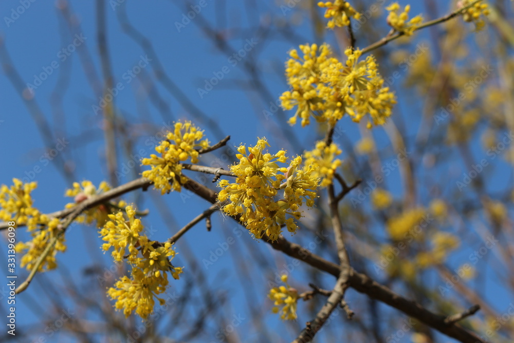 Dogwood blooms with bright yellow flowers in early spring in the garden Dogwood blooms with bright yellow flowers in early spring in the garden