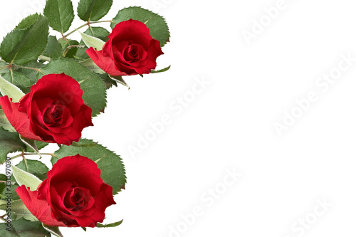 three beautiful red roses on a white background with a place for writing