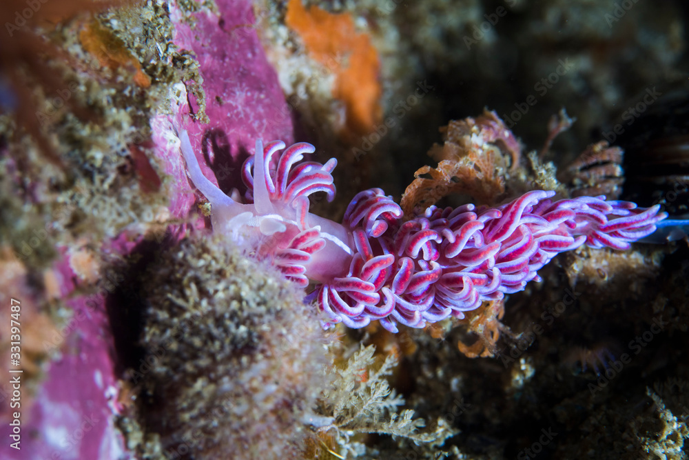 Fototapeta premium A brightly colored Coral nudibranch (Phyllodesmium horridum) 