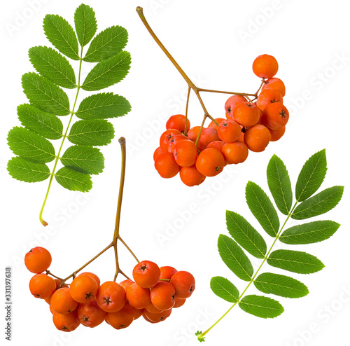 Rowan red ripe berry and green leaf isolated on white background. Set for package or floral design