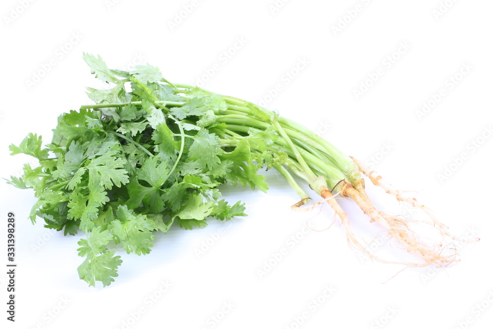 Few fresh coriander branches isolated Few fresh coriander branches isolated