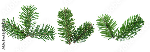 Green fir branches isolated on white background