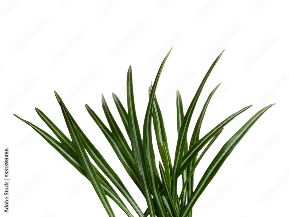 Green grass leaves isolated on white background