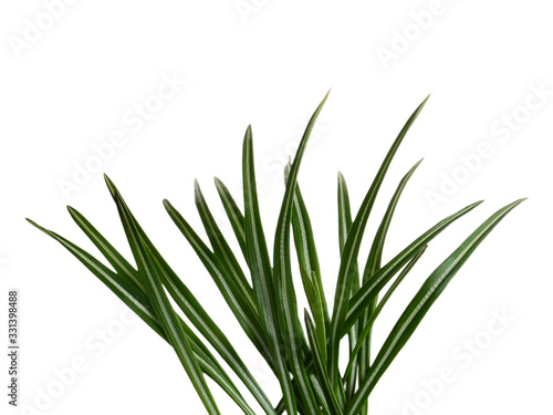 Green grass leaves isolated on white background