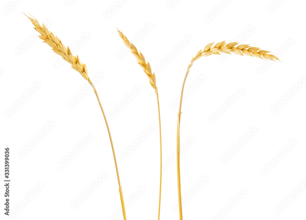 Wheat spikelets isolated on white background Wheat spikelets isolated on white background