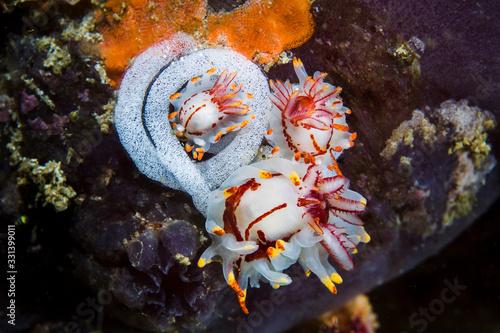 Three Fiery nudibranchs (Okenia amoenula) grouped together with an egg ribbon. photo