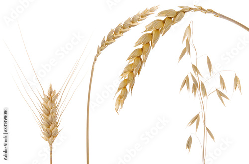 Oats, barley and wheat spikelets isolated on white background
