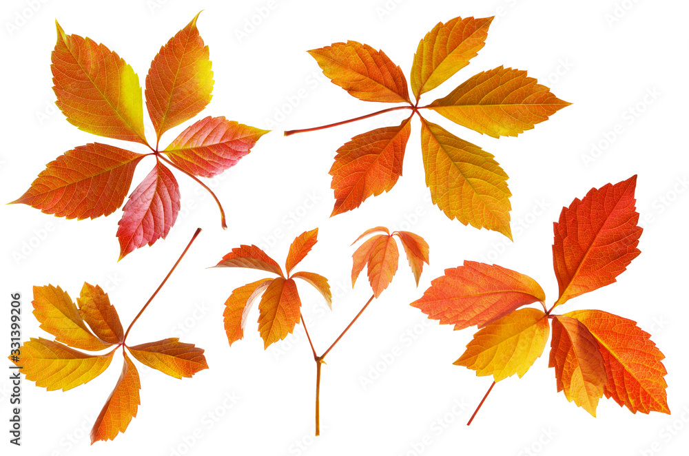 Naklejka premium Isolated wild grape leaf. Set of autumn color yellow and red vine leaves on white background, detail for seasonal design