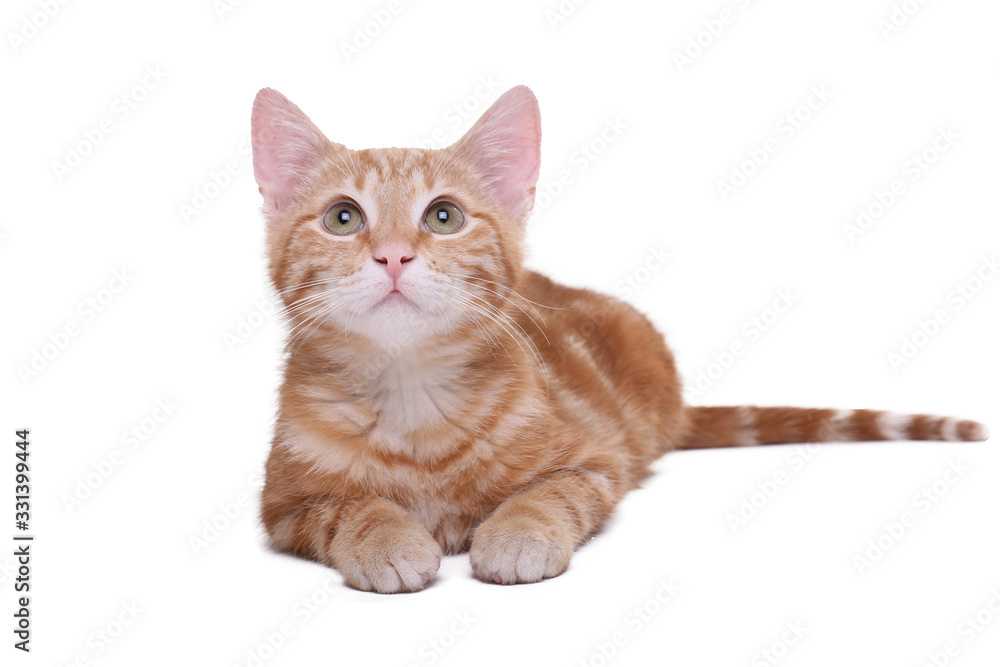 Obraz premium Beautiful little orange cat