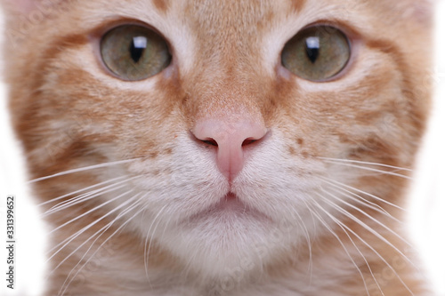 Fotografie, Obraz Beautiful little orange cat