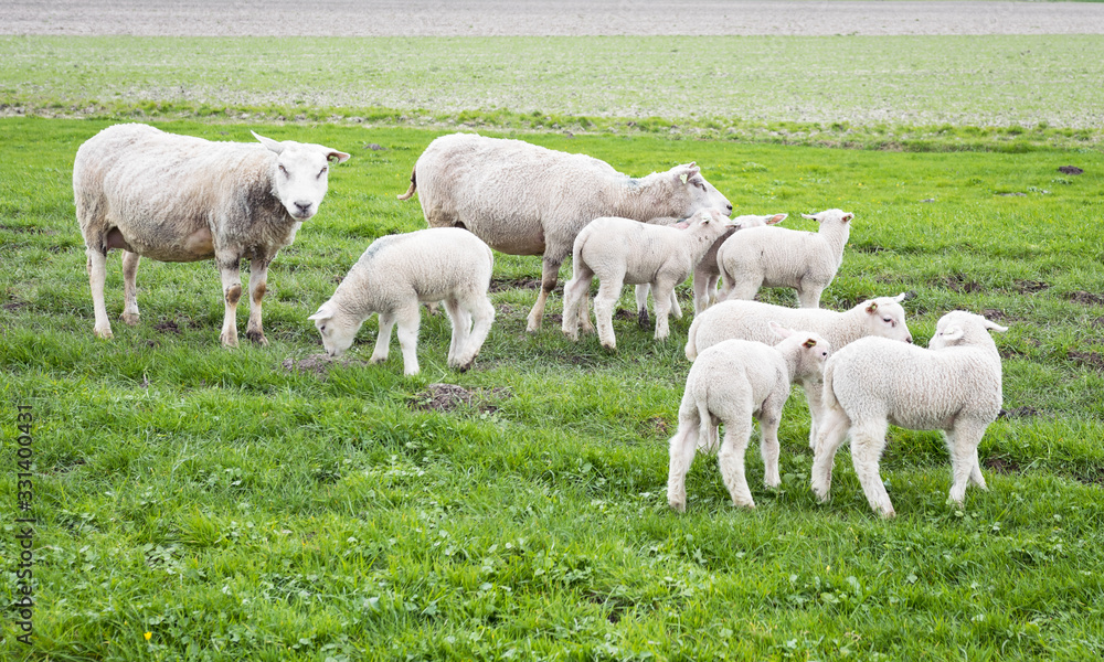 Number of lambs and sheep in the Dutch green pasture