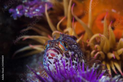 A Speckled klipfish (Clinus venustris) sitting behind a sea urchin on the reef with a anemone in the background.