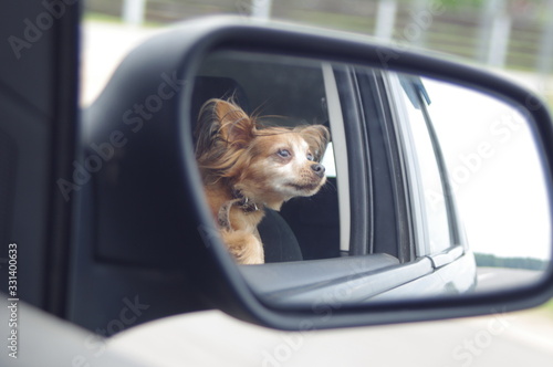  small dog sitting on the car seat and looking out the window