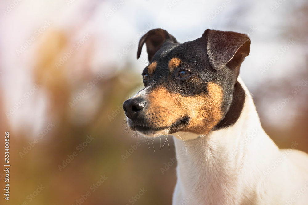 Purebred dog Bodeguero Andaluz, head portrait, natural background. Horizontal with copy space