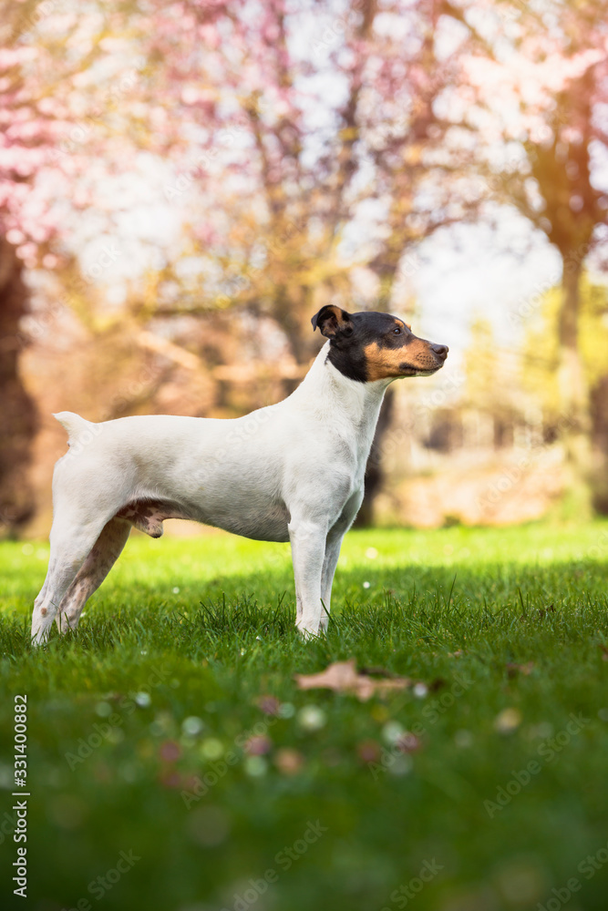 Bodeguero Andaluz purebred dog side view, enjoying spring posing in the park, natural background. Vertical with copy space