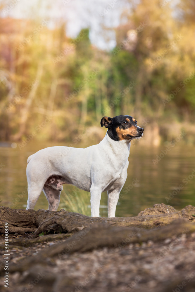 Purebred dog Bodeguero Andaluz, posing next to the river, natural background. Vertical with copy space