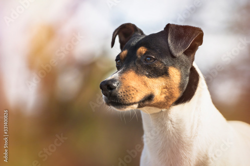 Purebred dog Bodeguero Andaluz, head portrait, natural background. Horizontal with copy space © duranphotography