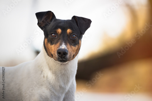 Bodeguero Andaluz dog looking at camera  head portrait  natural background. Horizontal with copy space