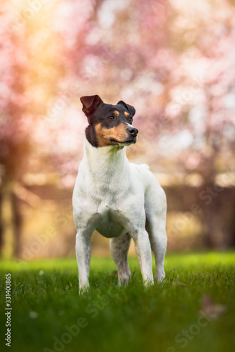 Purebred dog Bodeguero Andaluz, posing in the park in spring, natural background. Vertical with copy space