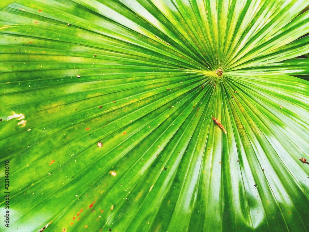 Obraz premium Full frame of palm leaves as background