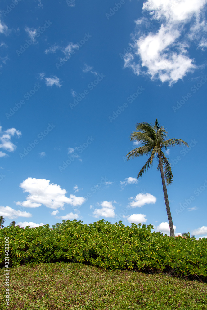 Vertical view of palm with blue sky and clouds in Oahu Hawaii.