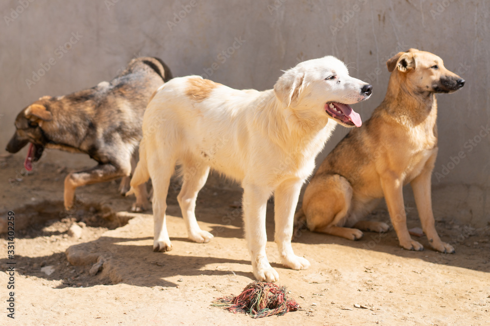 Tunisian dog Tunisian dog