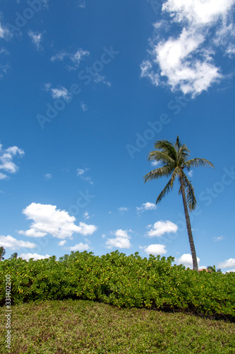 Vertical view of palm with blue sky and clouds in Oahu Hawaii.