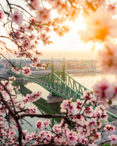Photography Budapest, Hungary - Beautiful Liberty Bridge at sunrise with cherry blossom