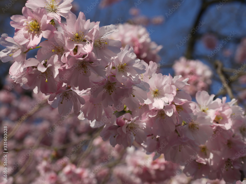 Obraz premium Blütentraum